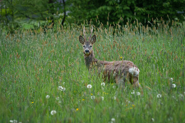 Young deer with small antlers hidden in tall grass