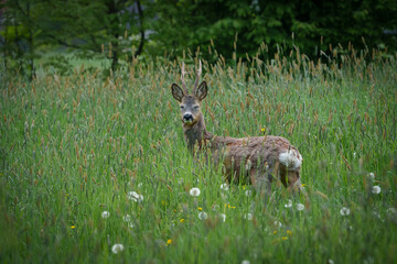 Young deer with small antlers hidden in tall grass