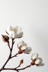 Fototapeta premium Cotton flower composition, minimalist white backdrop Copy space available , cotton, website, texture