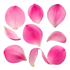  elegant collection of soft pink flower petals isolated on a transparent background