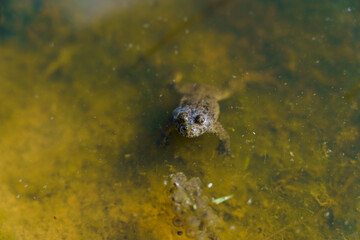 small frog eyes in pond water