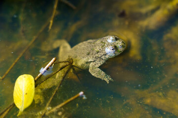 small frog eyes in pond water