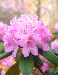 Obraz premium A cluster of vibrant pink rhododendron blossoms, with soft focus background, showcases the delicate beauty of springtime.