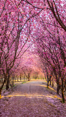 Enchanting pink cherry blossom tunnel path under blooming trees a scenic spring walk
