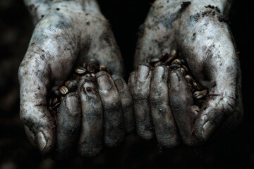 Obraz premium Dirty farmer hands holding freshly picked coffee beans.