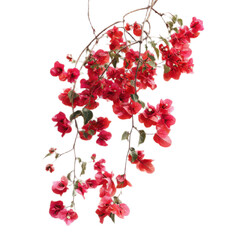A red flower with a stem