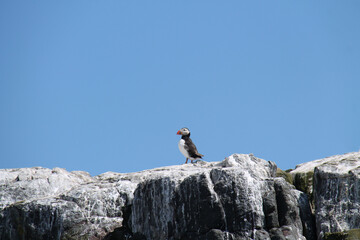 A Single Puffin Bird on Top of a Coastal Sea Cliff.