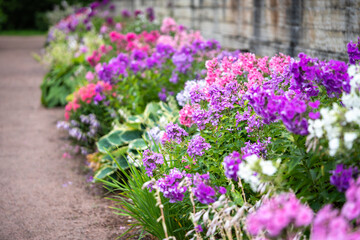 Obraz premium Phlox plants growing in healthy clumps among shrubs and ornamental foliage in well maintained yard. Garden grown flowering perennials, seasonal blooms in landscape design, phlox in bloom in summer