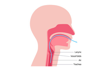Anatomy of the voice