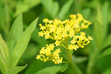オミナエシの花