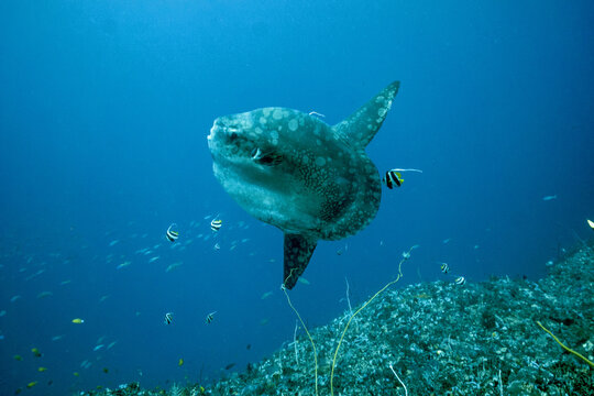 Bali Crystal bay - diving with mola mola fish