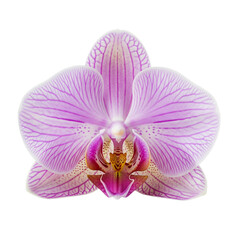 Fototapeta premium Delicate pink striped orchid bloom isolated on white background