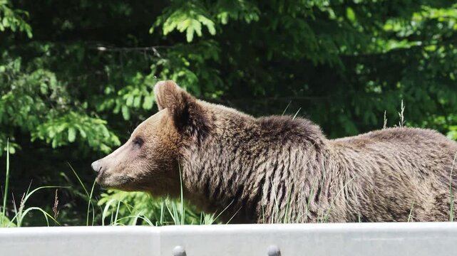 Brown bear on the side of the road in Vrancea, Romania, waiting for food