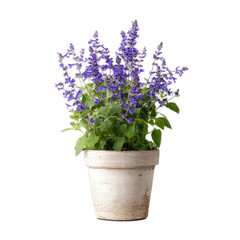 A white pot with a purple flower in it
