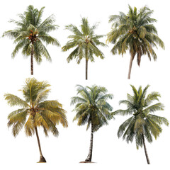 Obraz premium Different varieties of coconut palms showcase distinct foliage and growth patterns on a neutral backdrop