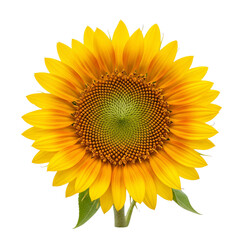 Vibrant sunflower bloom isolated on white background