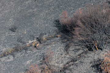 Cervus elaphus. A female red deer with her young foraging among the remains of a forest fire in the summer of 2025. Montes de León, Spain.