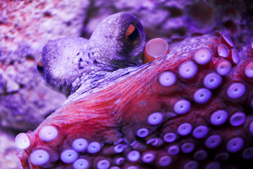 Big scary octopus gazing at camera deep underwater. Animals in the wild © serebryannikov