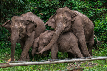 Fototapeta premium Its body is gray, its snout is called the trunk. The trunk of the Asian elephant has only one beak. Nakhon Ratchasima, Thailand. 