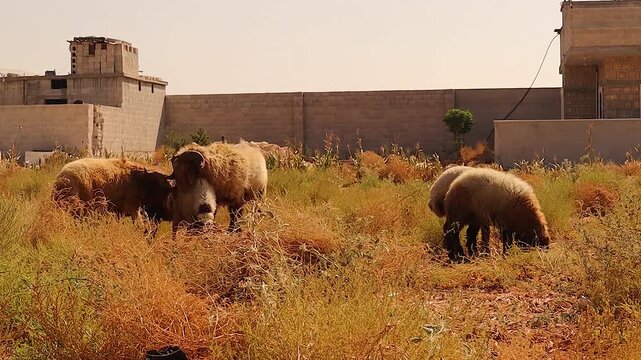 Flock of sheep grazes calmly as a young ram butts a ewe and makes reckless moves; the dominant male intervenes with firm headbutts &mdash; a vivid scene showing herd discipline and natural ram behavior.