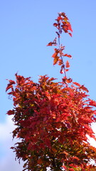 red maple tree