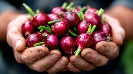 A rustic image showing a pair of hands cradling a bunch of freshly harvested red onions, representing hard work, agricultural life, and a connection to nature’s bounty.