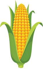 Obraz premium Fresh Corn on the Cob Vector Illustration