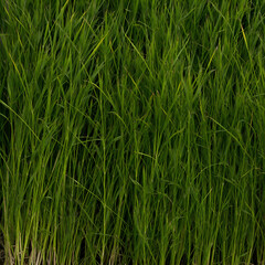 Obraz premium green grass background