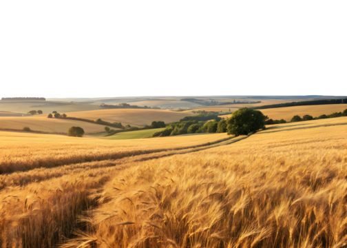 Golden Wheat Field Rolling Hills Landscape Sunny Day Rural Scene isolated on a transparent background