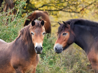 Naklejka premium Pair of wild Exmoor ponies, Equus ferus caballus facing each other among autumn vegetation at dawn in Czech wildlife reserve, Benatky nad Jizerou.