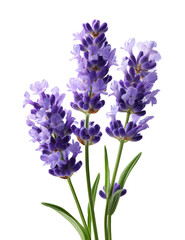 Fototapeta premium Single Lavender Flower with Green Leaves isolated on transparent background, Generative AI. PNG file.