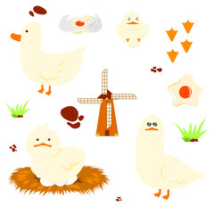 A collection of cute bird pictures