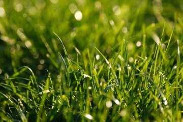 Fresh green grass close-up with sunlight and bokeh effect in the background  
