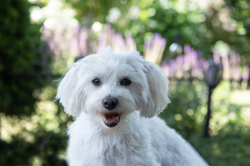 Porträt eines weißen Maltipoo