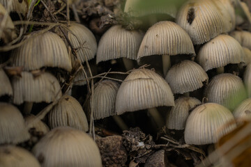 mushrooms in the forest