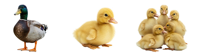 Adorable duck family featuring fluffy yellow ducklings with their proud mallard father figure