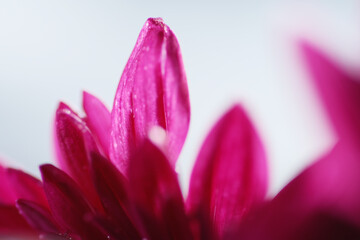 Close up of a beautiful purple Gerbera flower