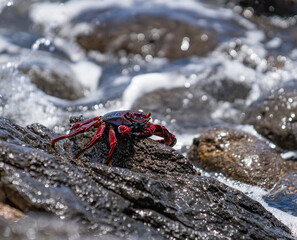 Crab on Coastal Rocks in Lanzarote, Canary Islands