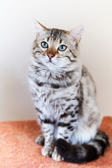 Porträt einer Cashmere Bengal Katze