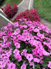 surfinia różowa w odmianie bubble gum ozdoba balkonowa