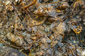 Dead fish in decomposition on the lakeshore