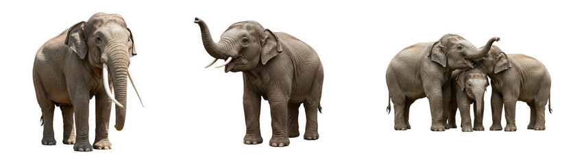 Obraz premium Majestic elephants with tusks and trunks raised, a family bond, perfect for wildlife and nature projects