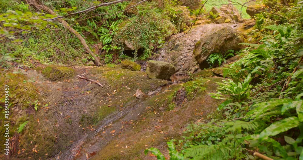 Poster Capturing of small stream of water passing through rocks in a forest during daytime.