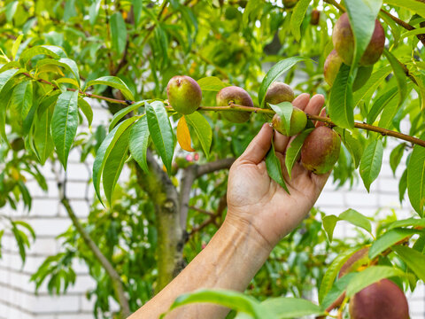 Nectarine tree with unripe fruits growing in the orchard.