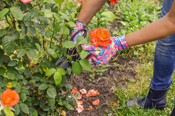 Fototapeta premium Female farmer with a pruner shears the rose bush.
