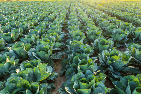 Rows of vibrant green cabbage plants thrive in a sunny agricultural field. Fresh healthy vegetables growing in fertile soil on a farm.