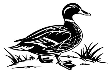 Black and White Duck Illustration Standing in Grass.