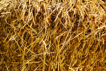 Golden rice straw bundle close-up texture, natural agriculture background for eco farming and livestock

Description: