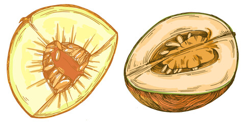 Melon fruit illustration, ripe cantaloupe vector, whole and sliced juicy tropical melon, fresh organic healthy food, summer dessert, vegetarian diet, hand drawn isolated clipart design.