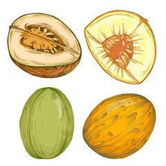 Melon fruit illustration, ripe cantaloupe vector, whole and sliced juicy tropical melon, fresh organic healthy food, summer dessert, vegetarian diet, hand drawn isolated clipart design.